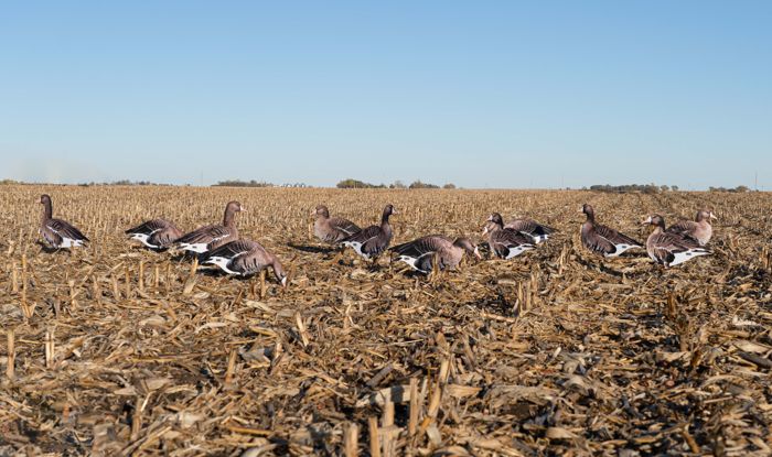 Чучело GHG Pro Grade FFD Specklebelly Silhouette Decoys