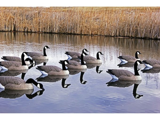Чучело DOA Decoys DOA Rogue Series Floater Canada Goose Decoy 6PK