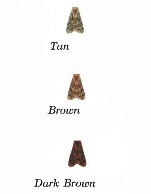 Мушки Montana Fly Co Lazer Wing - Caddis - 12 Pack - Dark Brown / 14