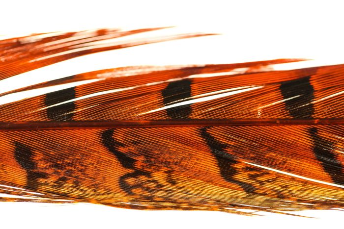 Материал для вязания мушек Spirit River UV2 Ringneck Pheasant Tail