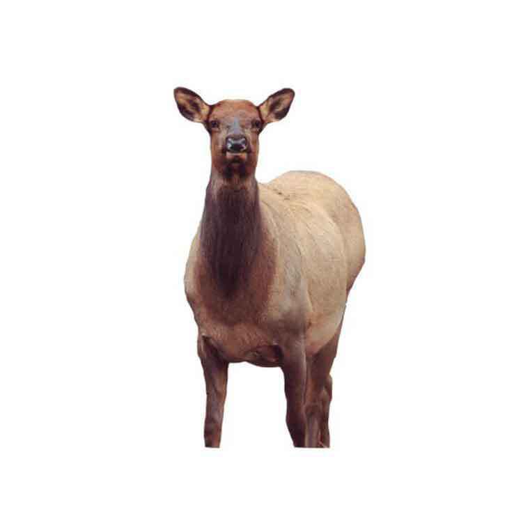 Чучело Montana Decoy Eichler Elk Big Game Decoy