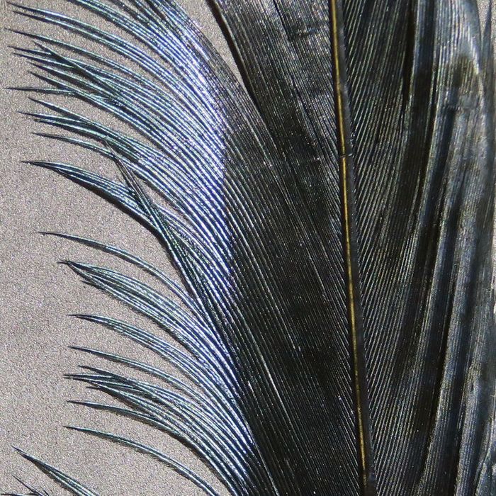 Мушки Ringneck Pheasant Tail Feathers--Hareline