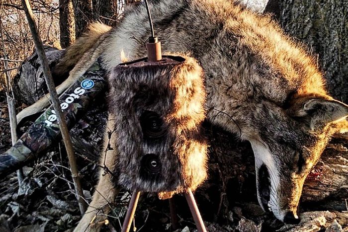 Чучело MOJO Outdoors Super Critter Predator Decoy with Sound