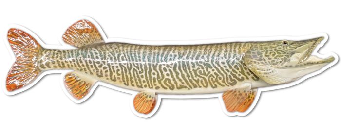 Подсачек Musky Shop 9" Musky, Pike, & Tiger Magnets