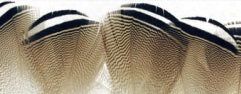 Материал для вязания мушек Wapsi Fly Wapsi Wood Duck Feathers