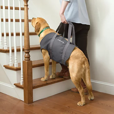 Снаряжение для собаки Dog Lift