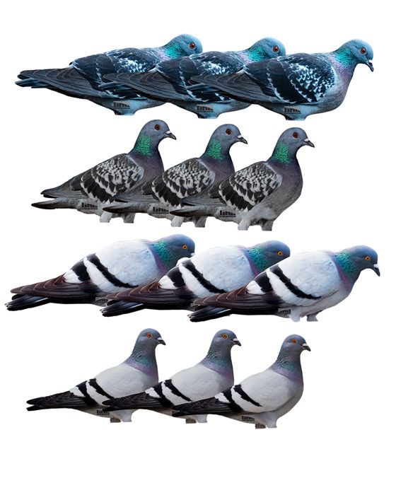Чучело GHG Pro-Grade Silhouette Pigeon Decoys