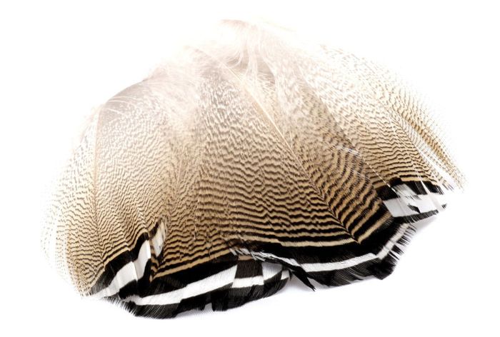 Материал для вязания мушек Wood Duck Feathers Black Barred - Hareline