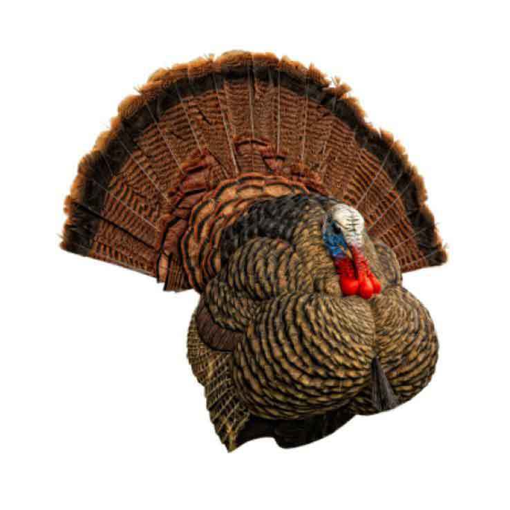 Чучело Avian X Avian-X LCD Strutter Turkey Decoy