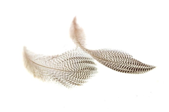 Материал для вязания мушек Hareline Pintail Flank Feathers