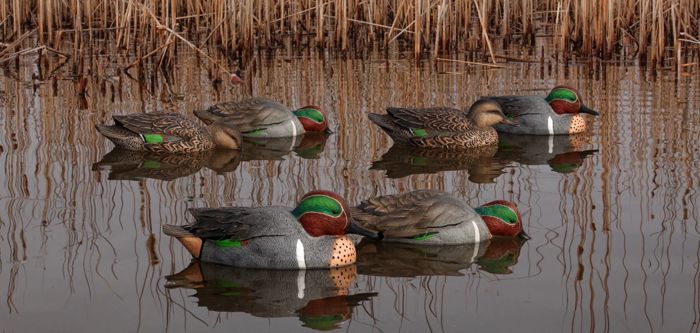 Чучело Avian-X Topflight Green-Winged Teal Decoys Set