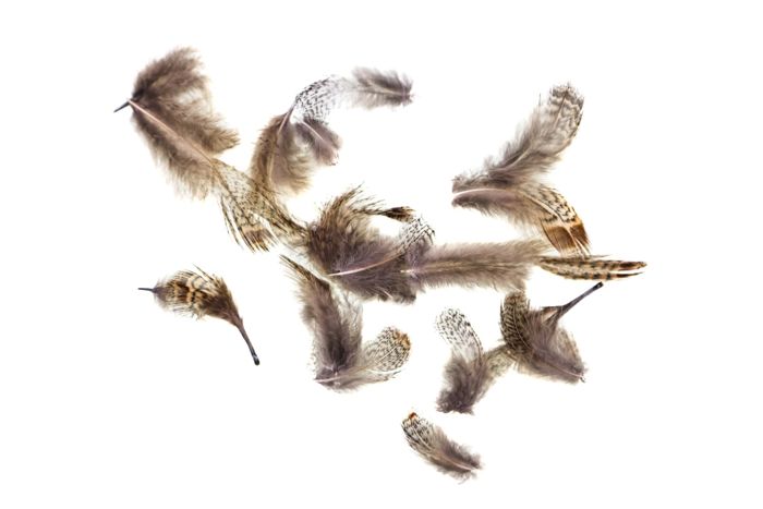Материал для вязания мушек Hareline Premium Hungarian Partridge Feathers